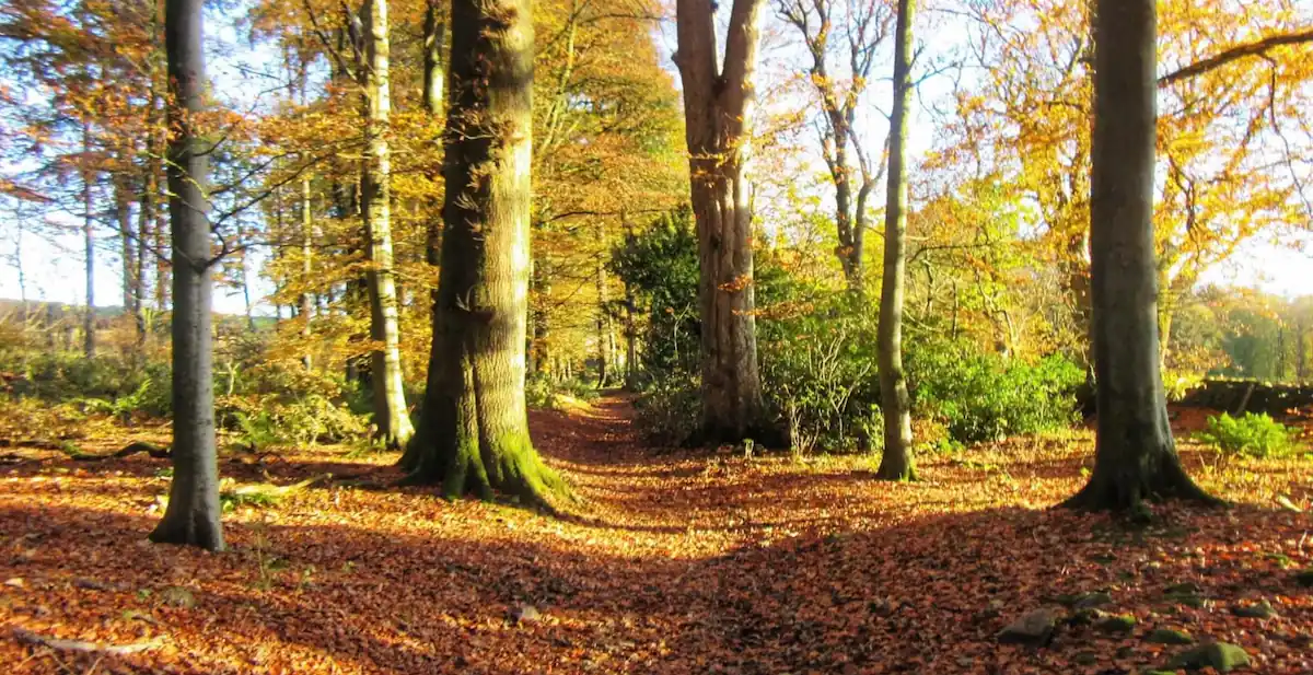 Dumfries woodland view and forest walk